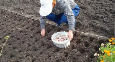 Kdy vykopat zimní česnek v leningradské oblasti?